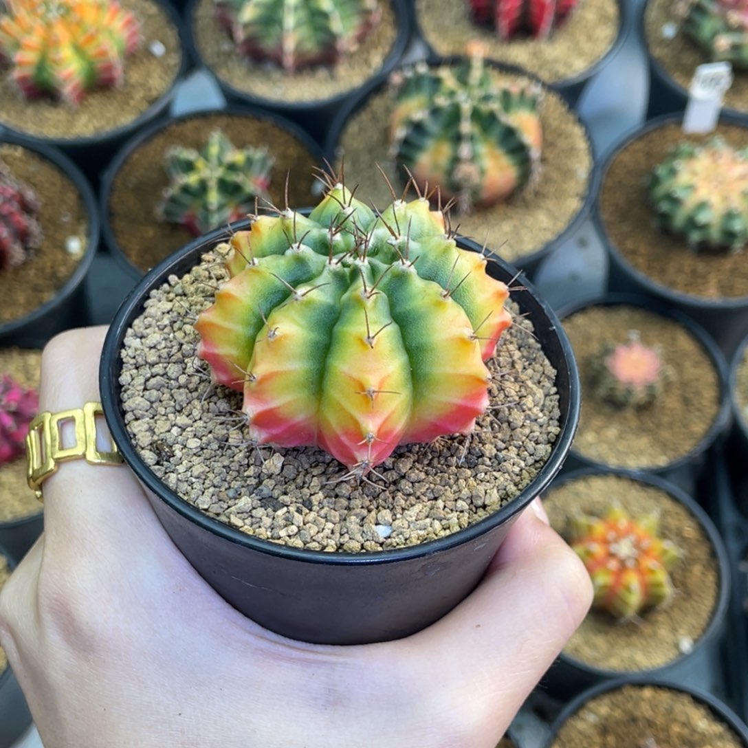 柠檬穹顶00000000002