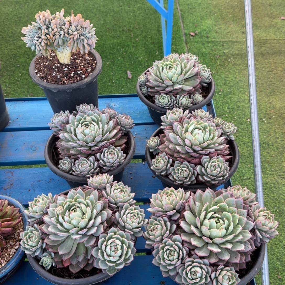 深***蓝福利多多多多多多