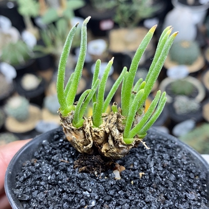 实生碧光环小兔耳56号3.5cm