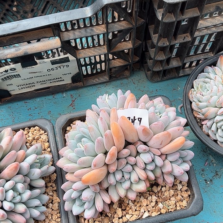 浅*949//////////////////