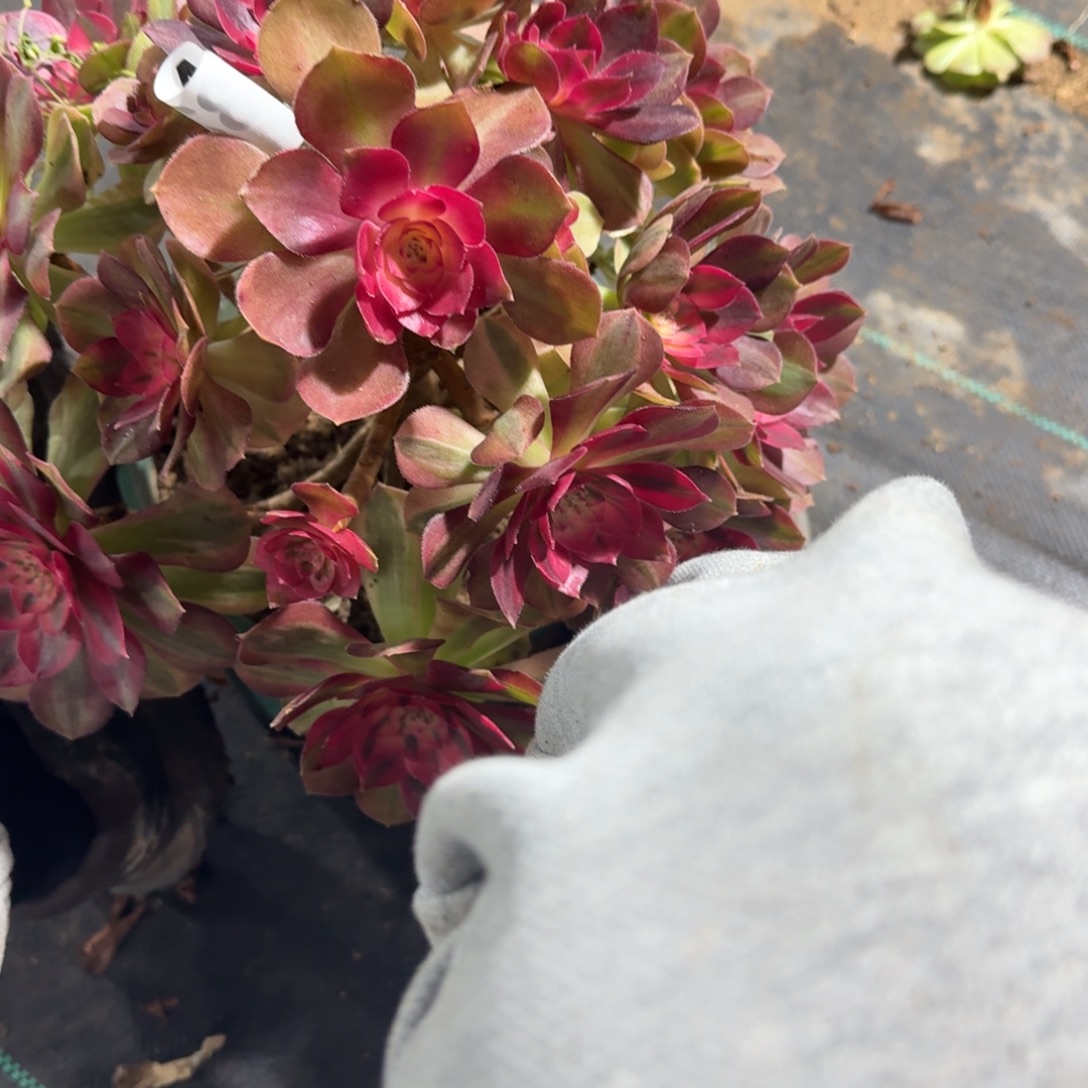 超大荔枝多肉植物老庄324