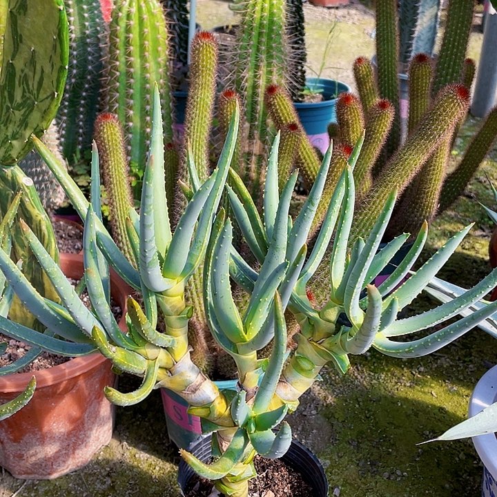R***心完全开放多歧芦荟