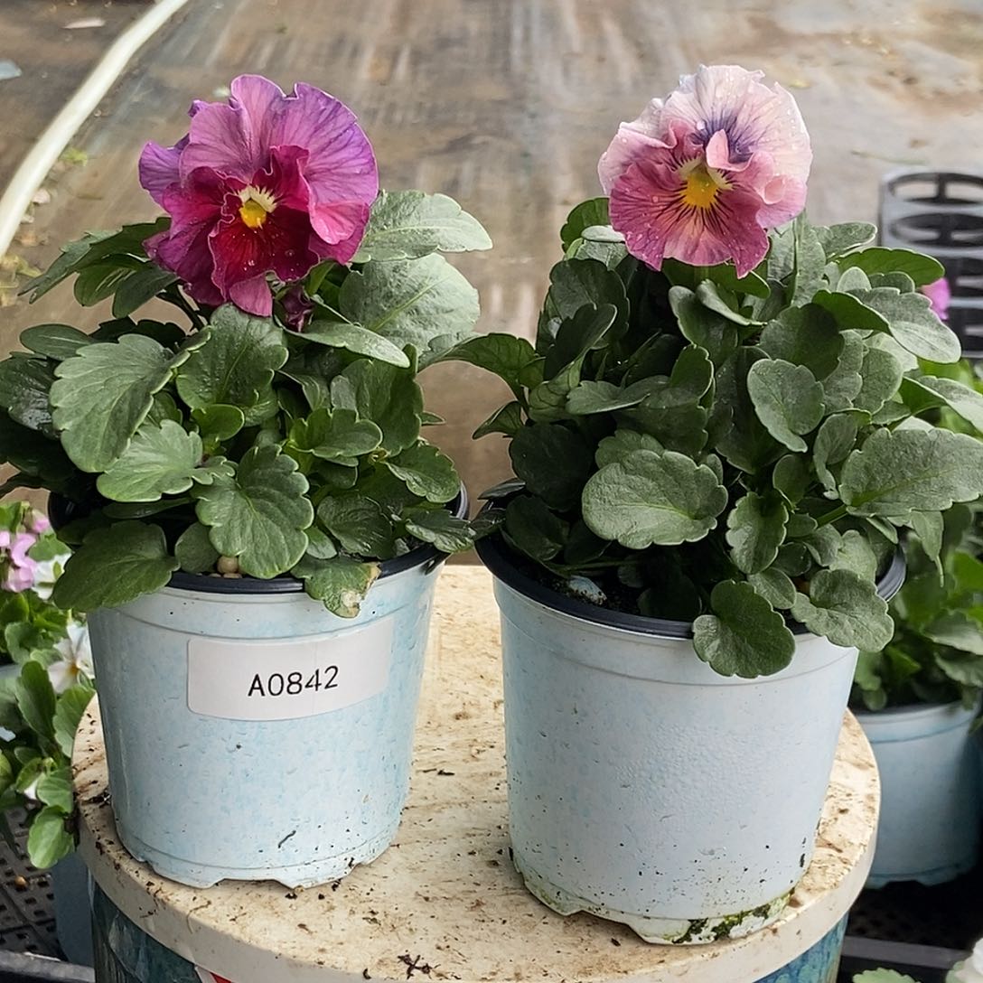 大部分花苞少量开放842