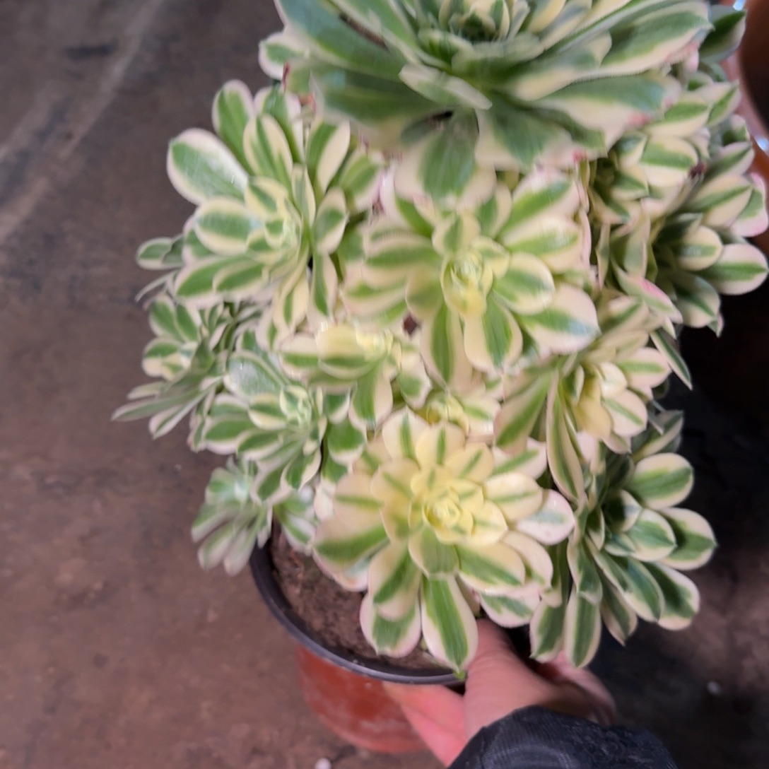 33878迈巴赫多肉植物