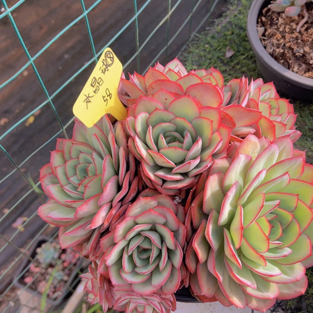 没****挡香玉等多种名贵的产品和服务于一体