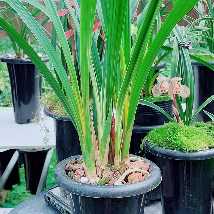 肖***军完全开放一物一漂亮