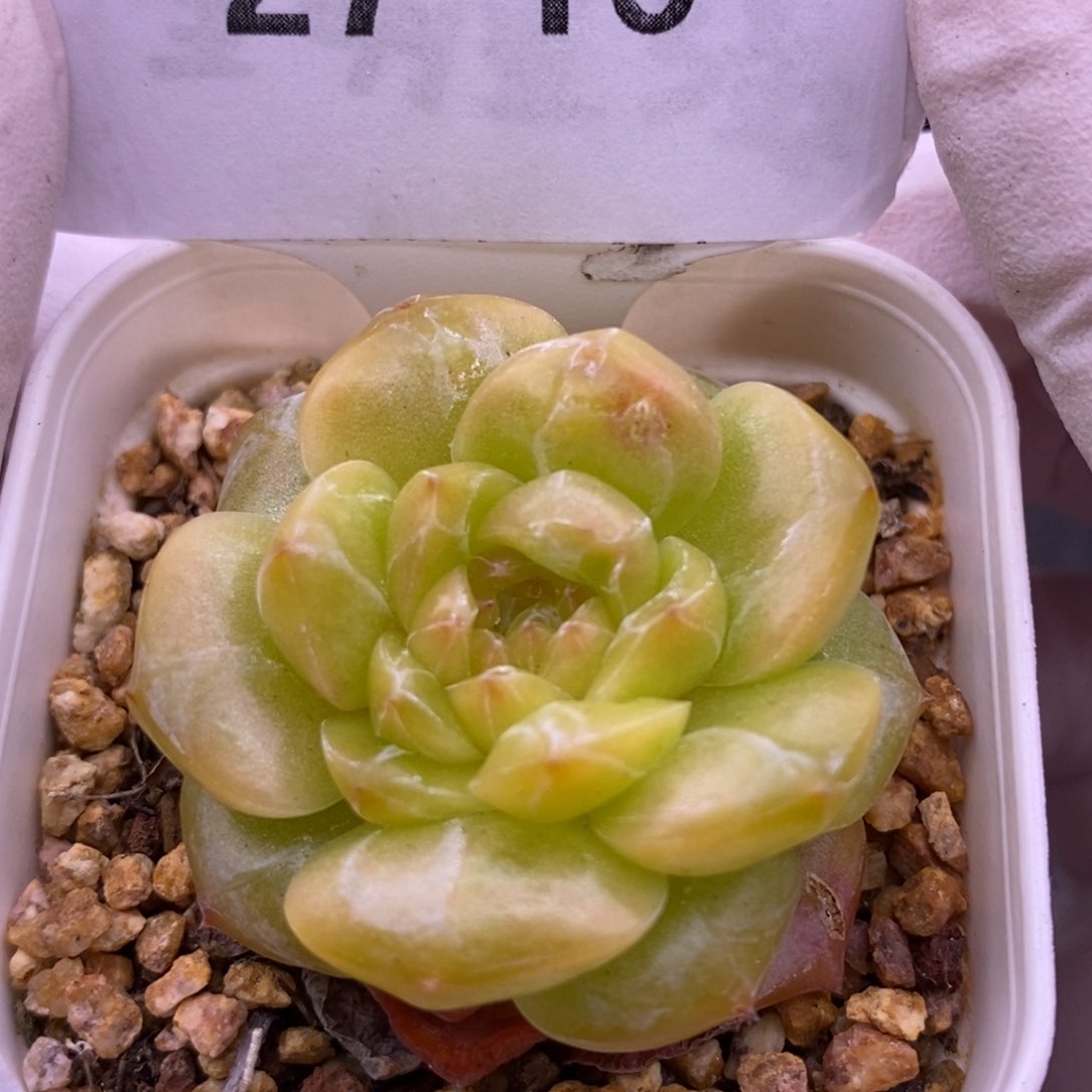 【闪购商品】27-16