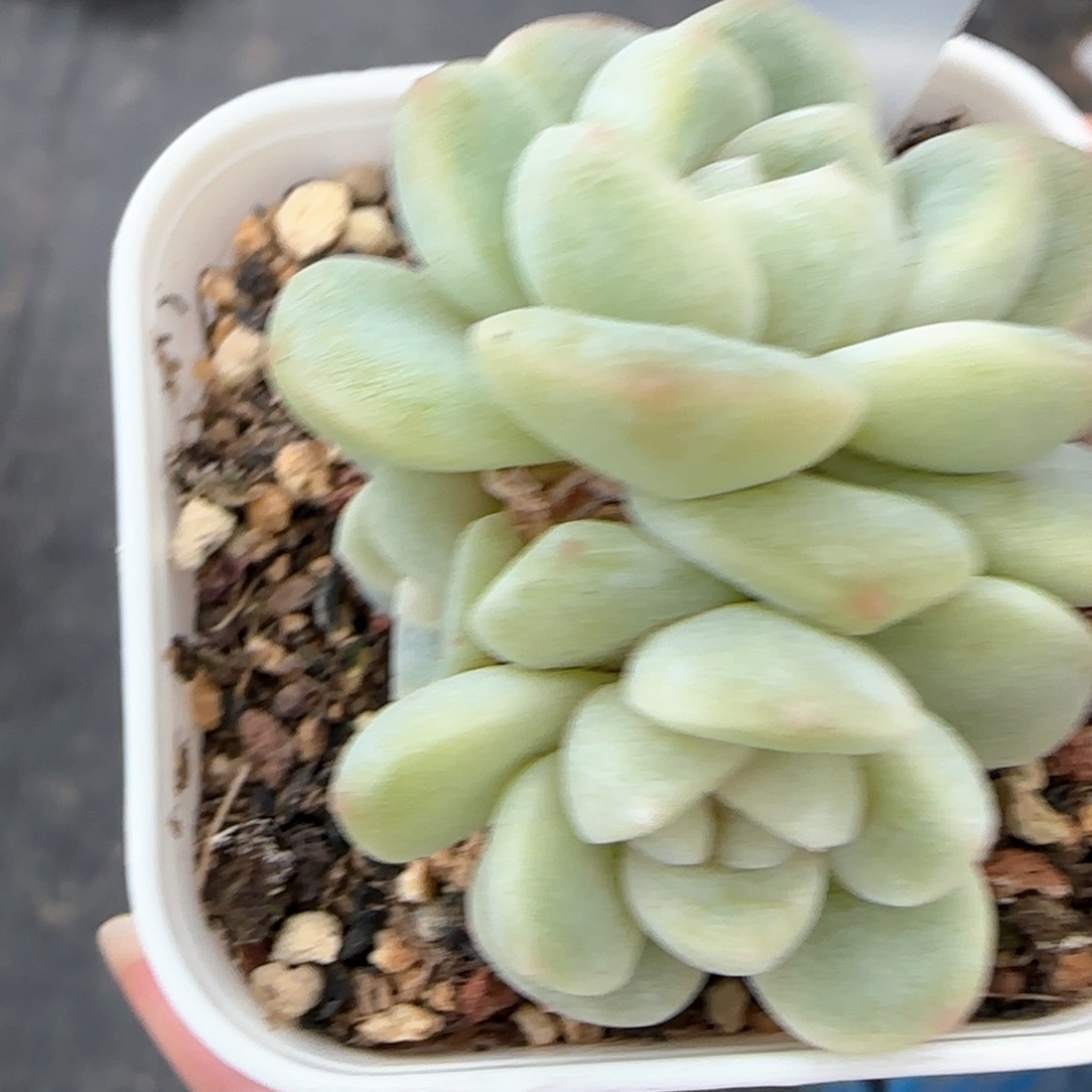 345东篱下多肉植物盆栽