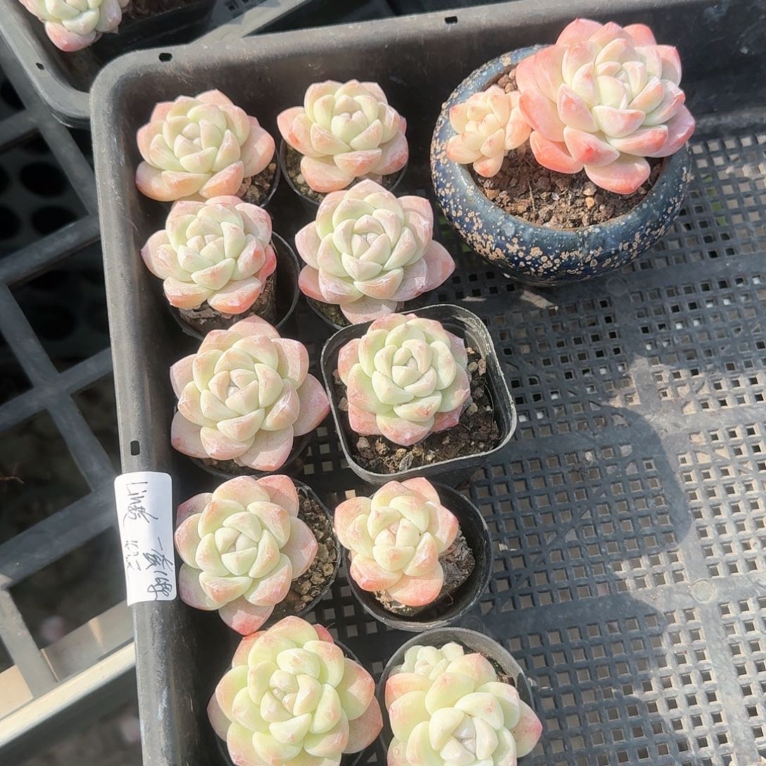 LIN玲11棵43元冰玉