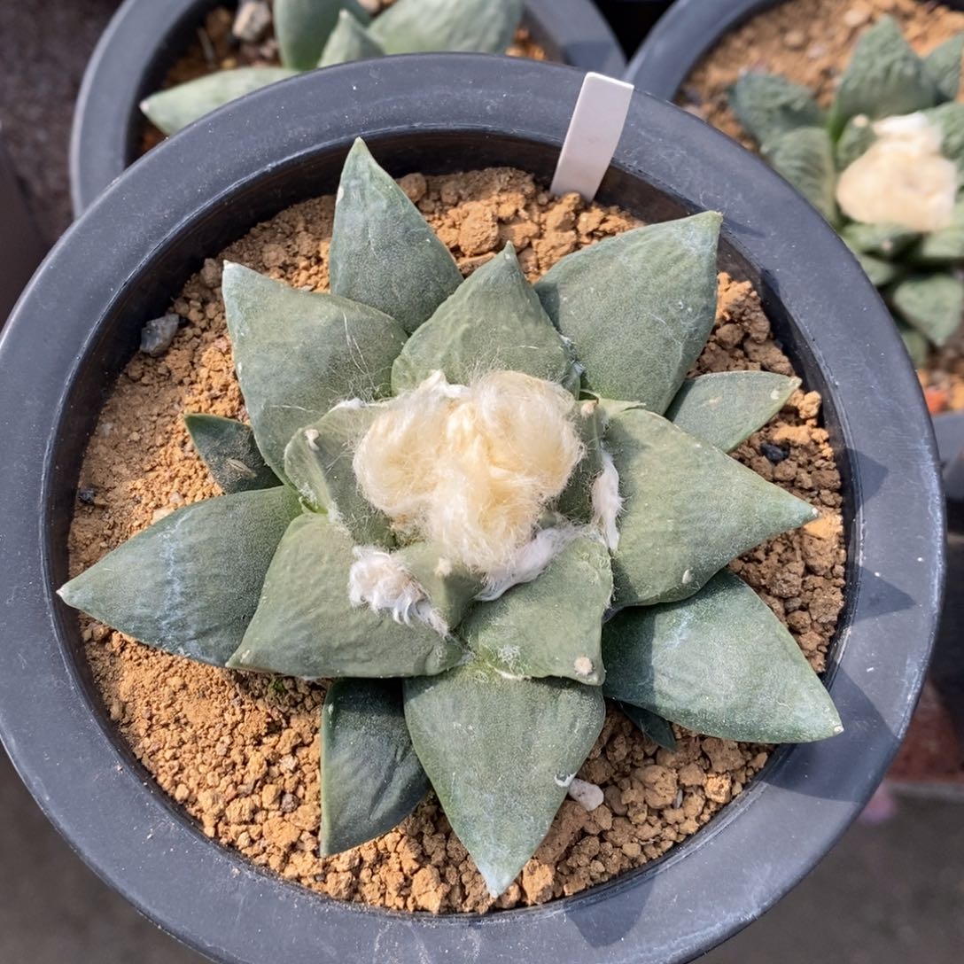 林****实生特价福利岩牡丹