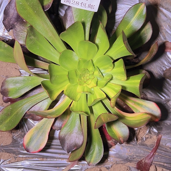 664巫毒七彩捧花