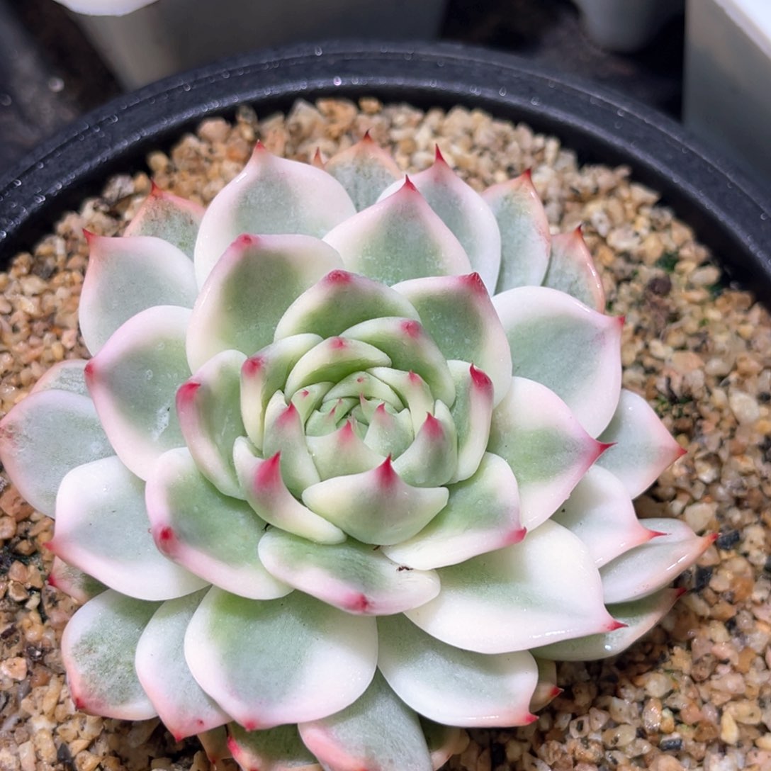 多肉特价吉娃娃锦