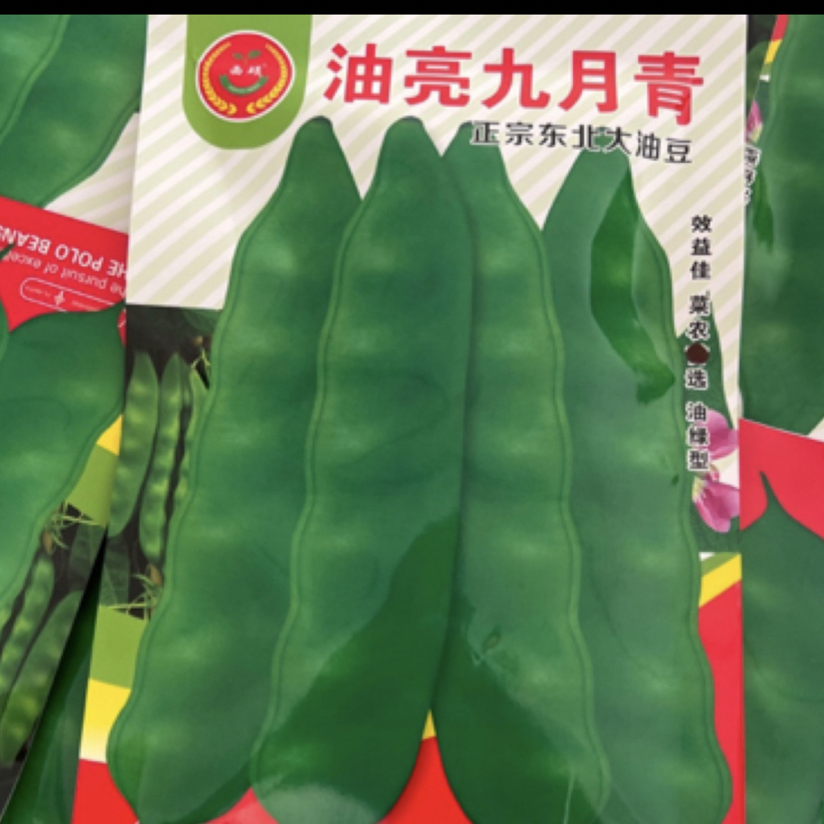 油亮九月青大油豆角种子