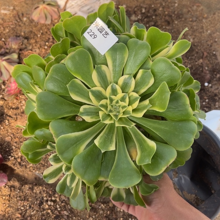 辛尼亚手捧多肉植物229