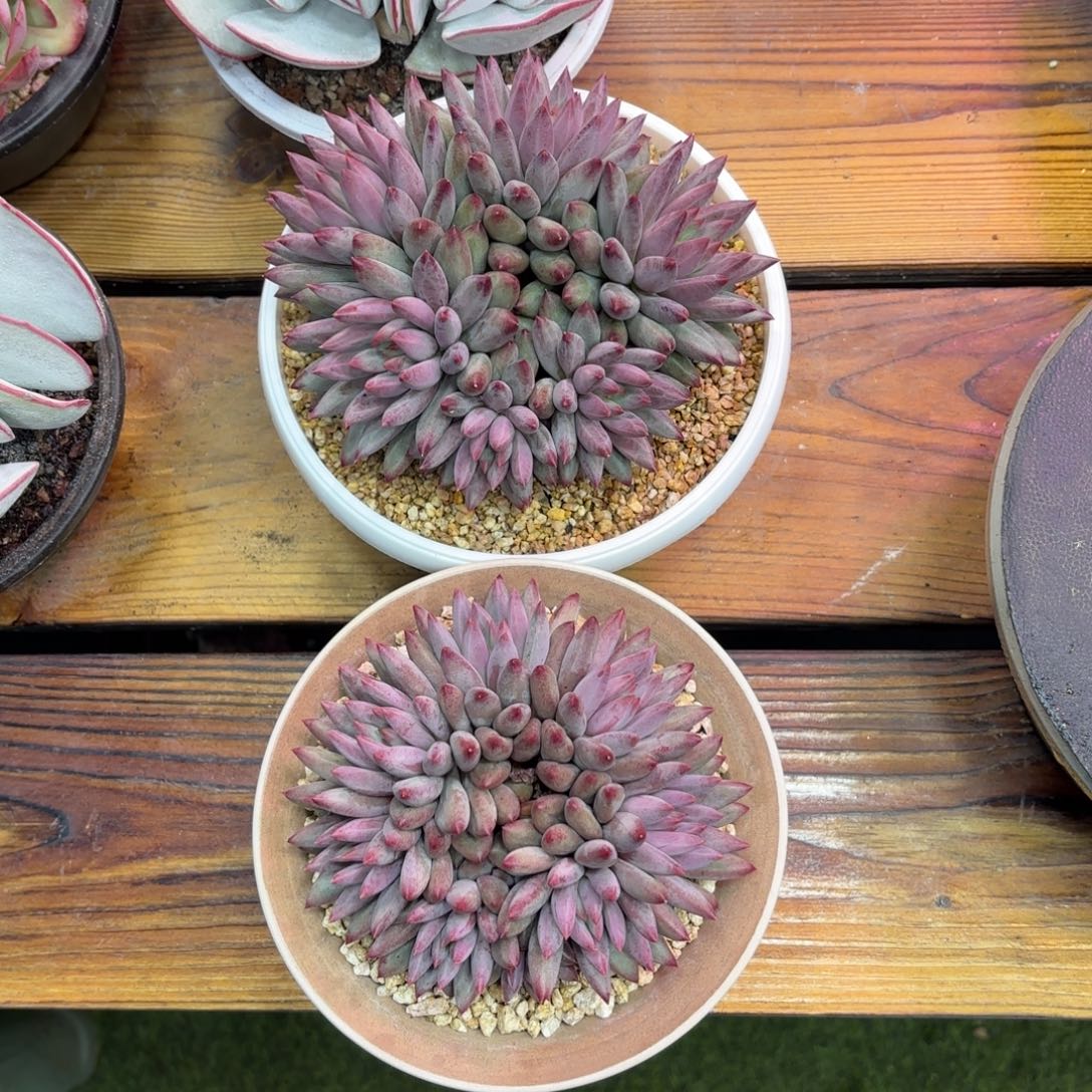 缘***缘羽毛纹虞美人，多肉植物