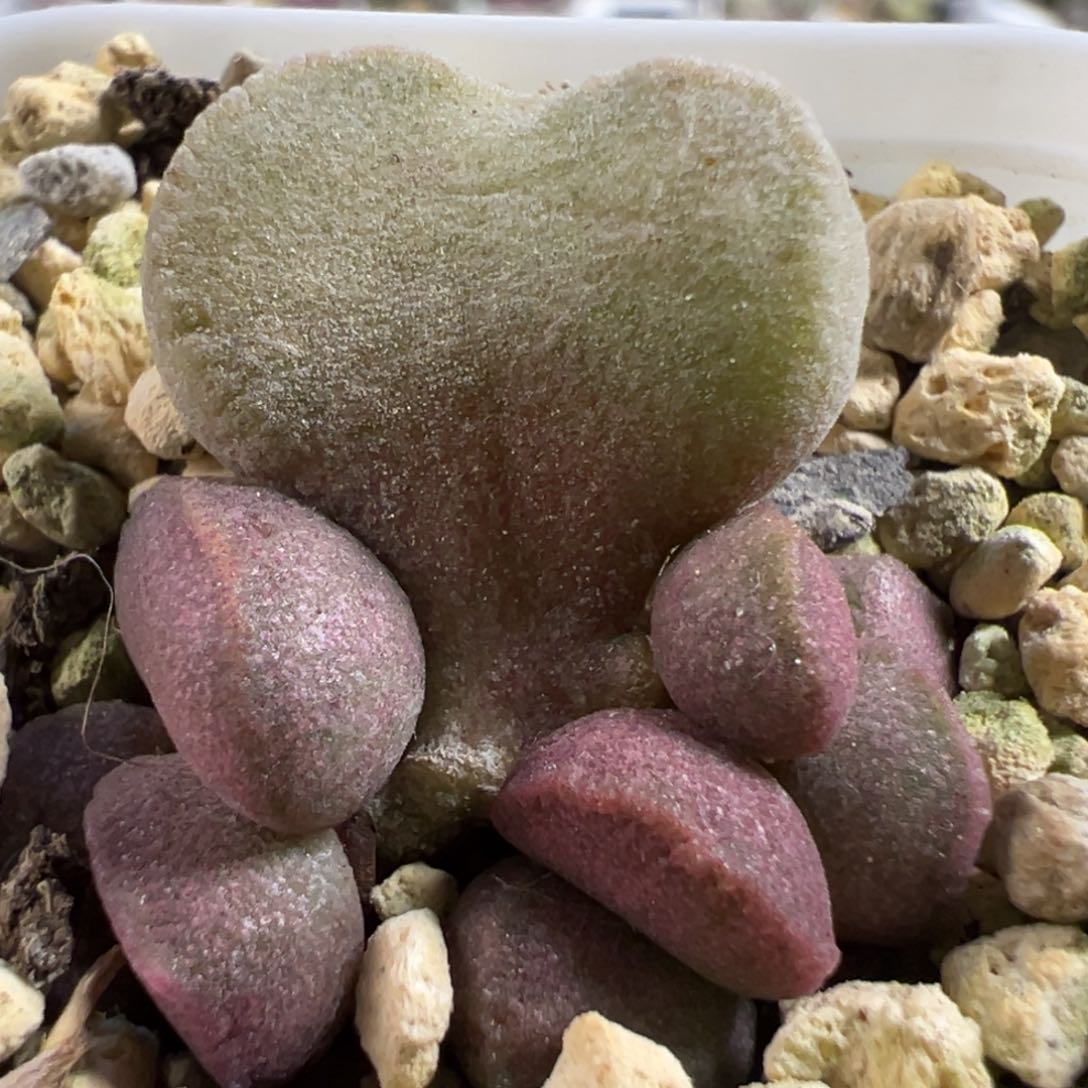 实生新品大苗多肉植物