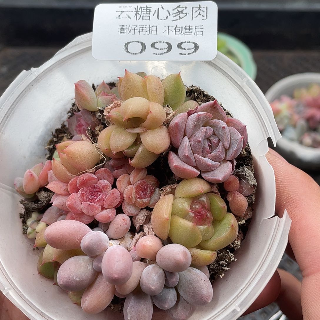 云糖心多肉植物99