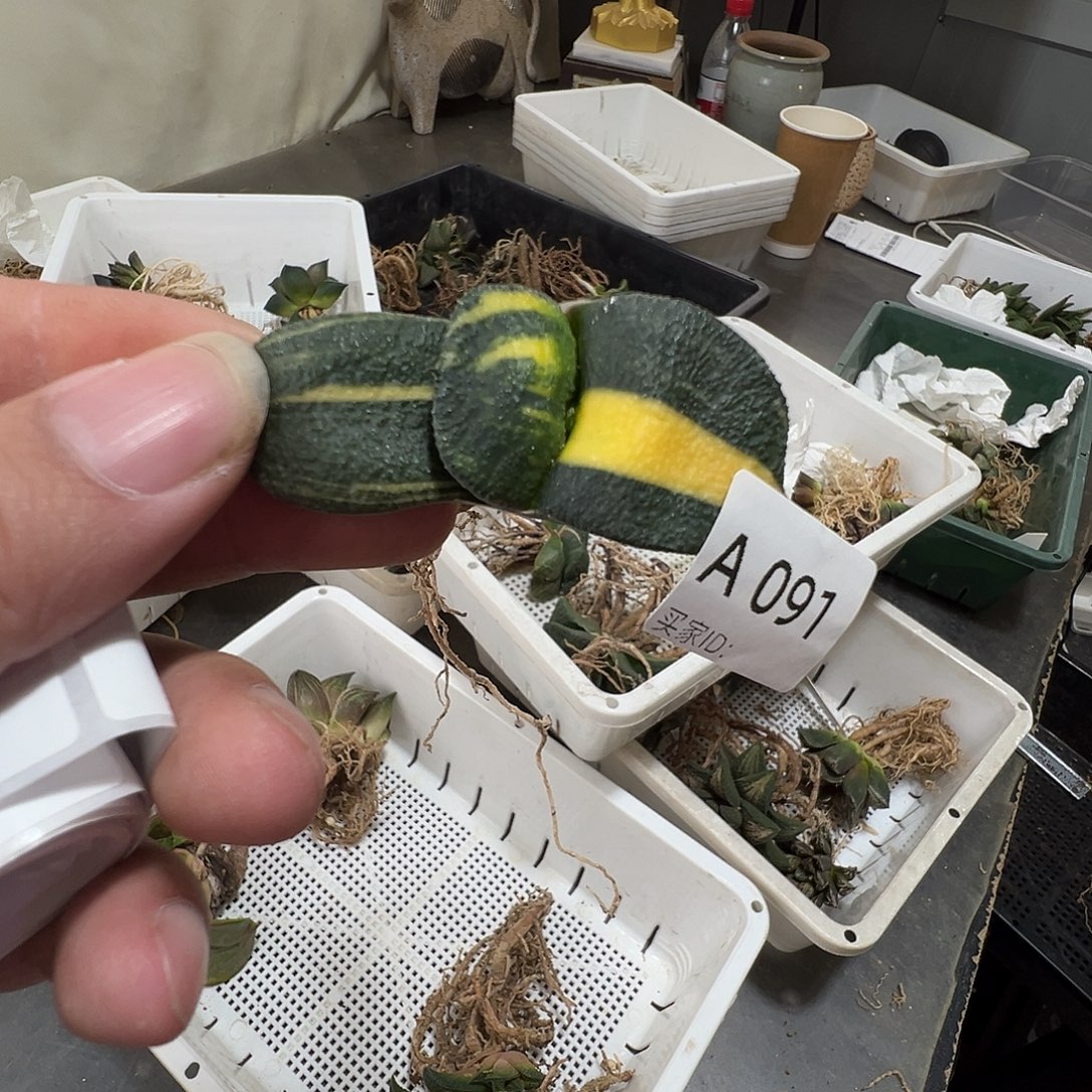 多肉植物专拍植物不退换 一物一拍 091