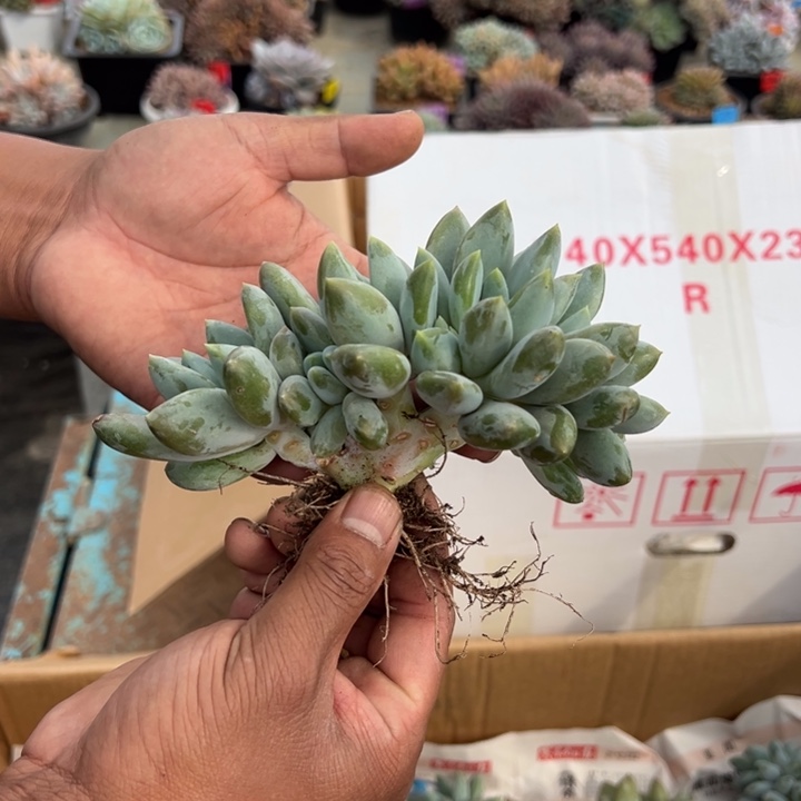 黄胖体哥特萝莉小树叶插10头