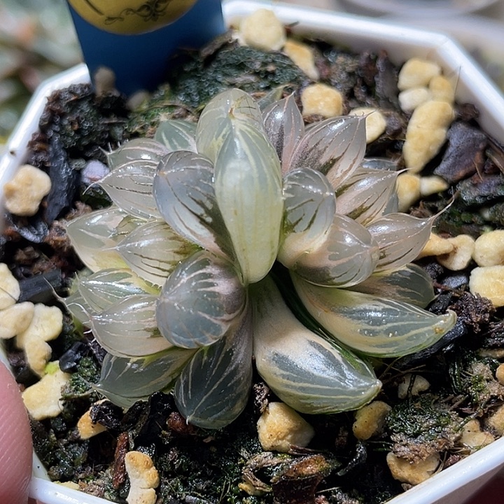 561双头糊斑霓虹灯锦福利