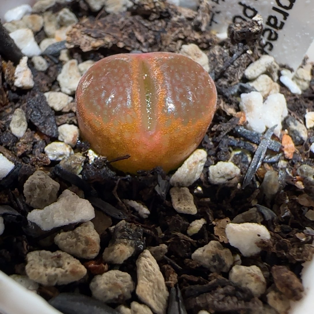 肉锥多肉植物百科-帕法德1054