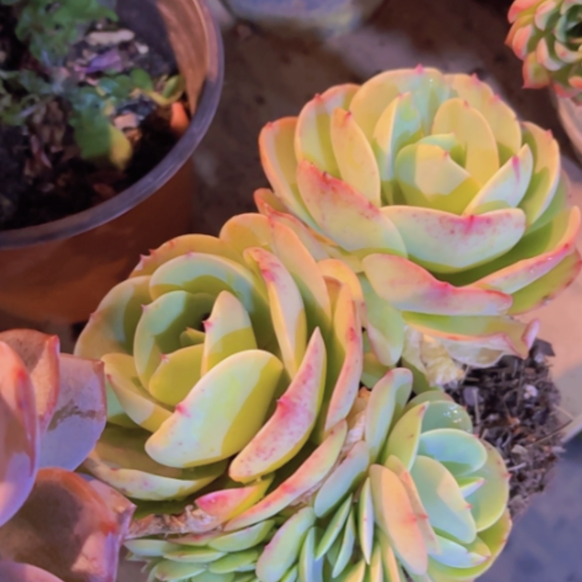 【闪购商品】碧桃缀06305