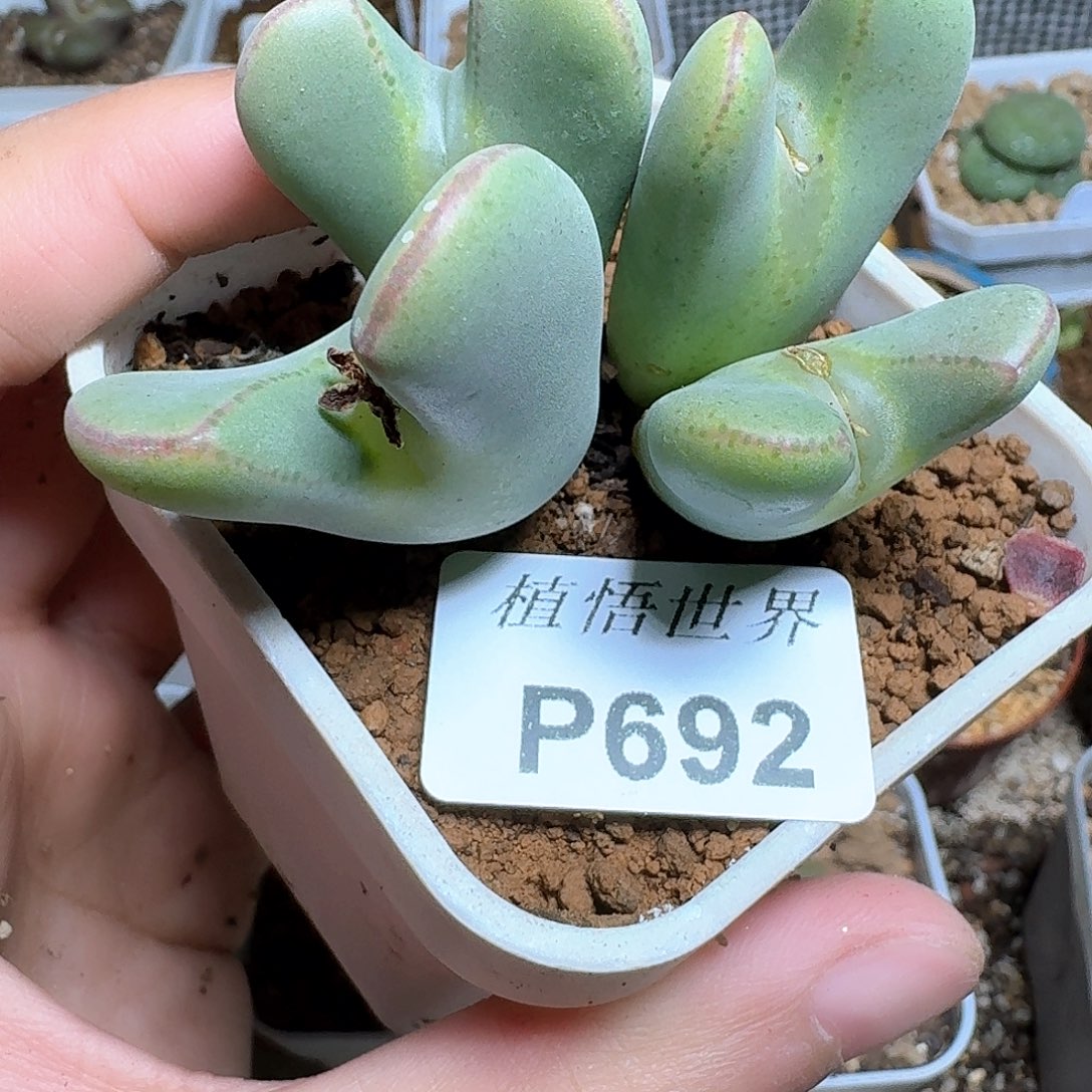 692盒多肉植物哇f g