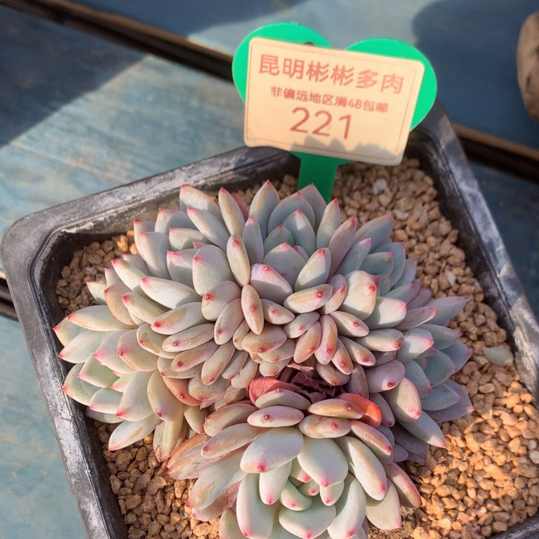 星星橙朵朵缀221