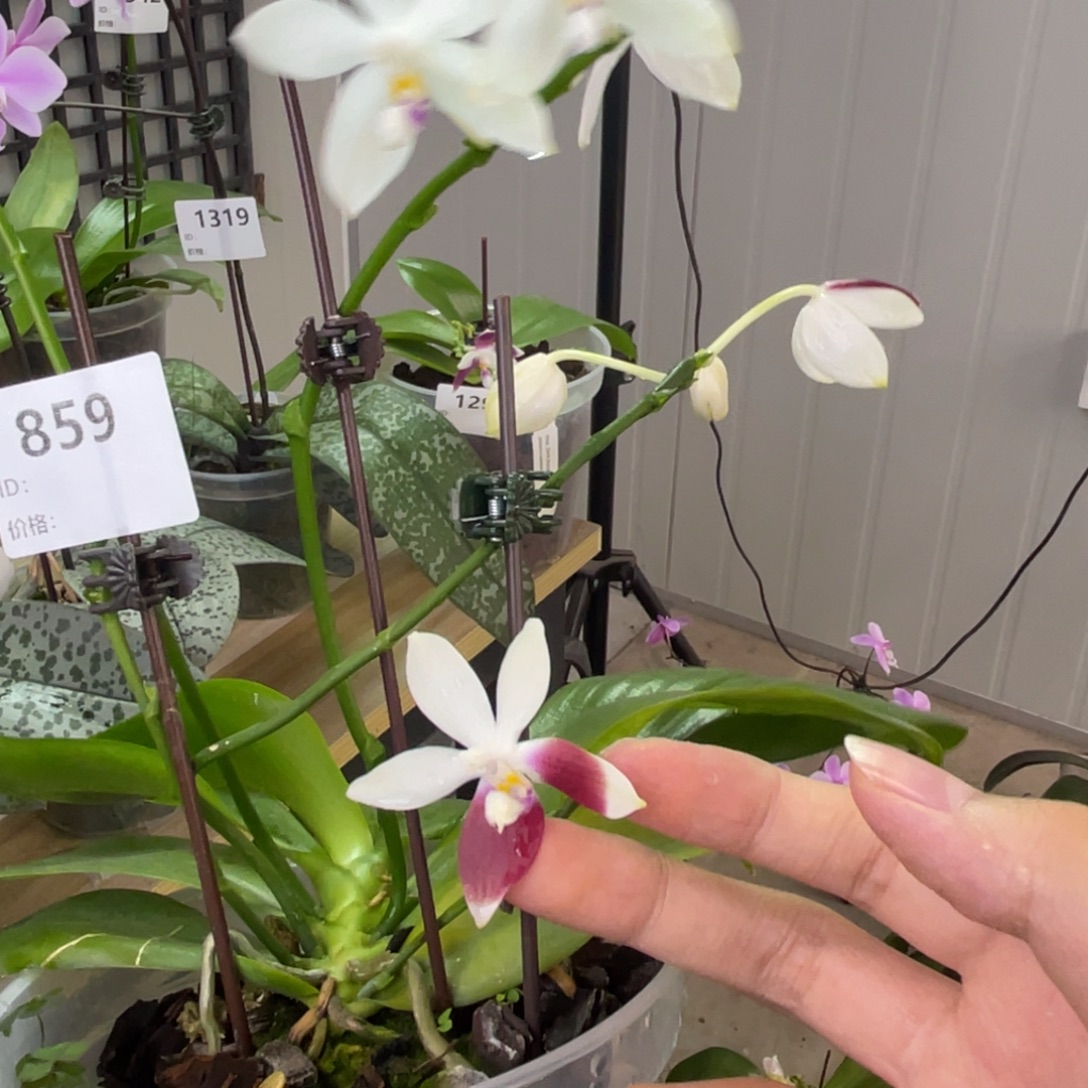 完全开放盾花C2-859