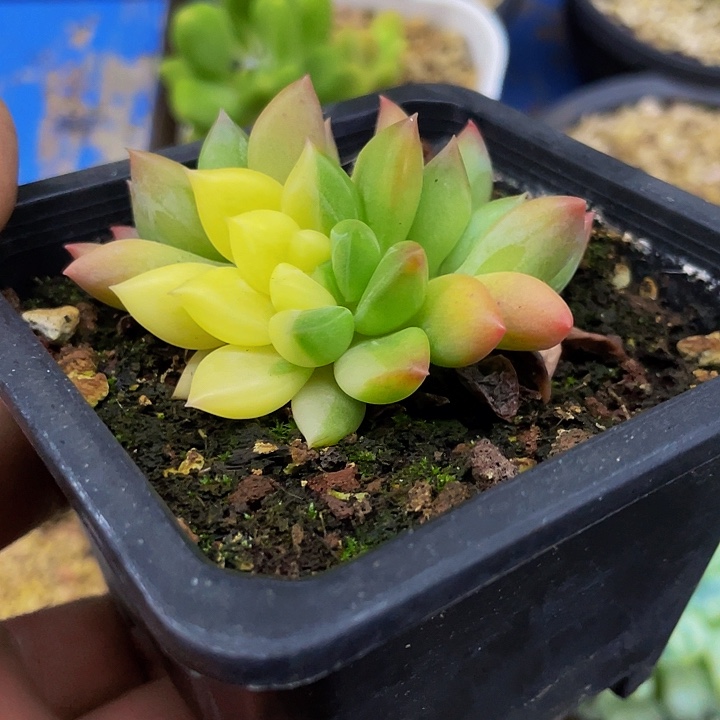 美人锦一物一拍哦哦