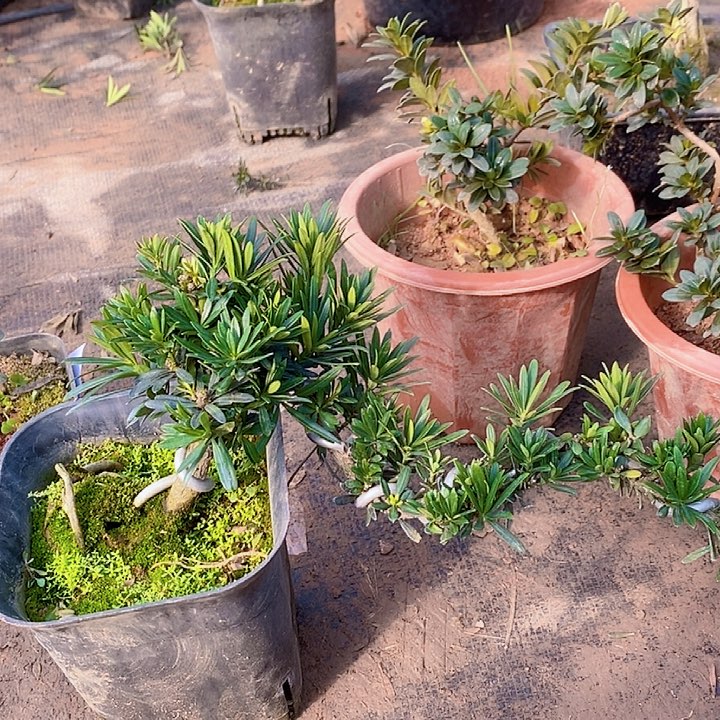 ?*罗汉果鲜花绿植