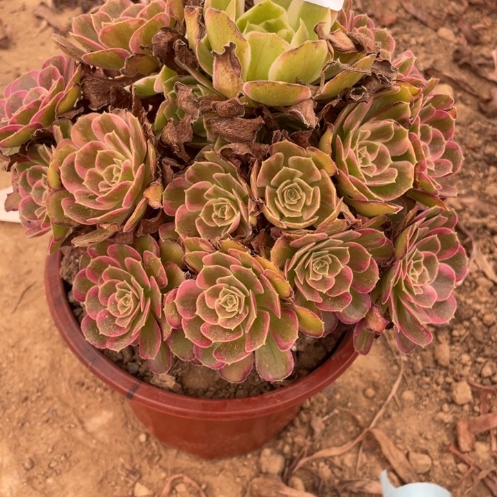 无花朵854多肉植物安娜