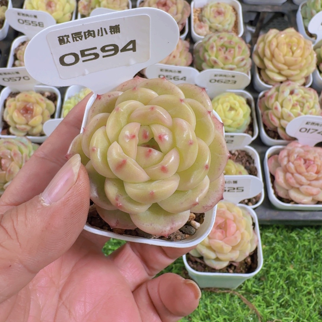 雾***浅多肉植物杂交0594