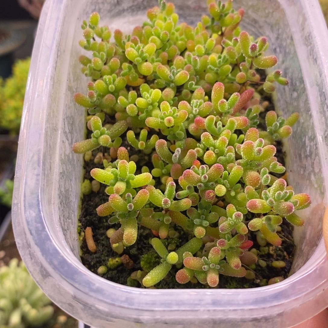 一**金150混合小苗。    