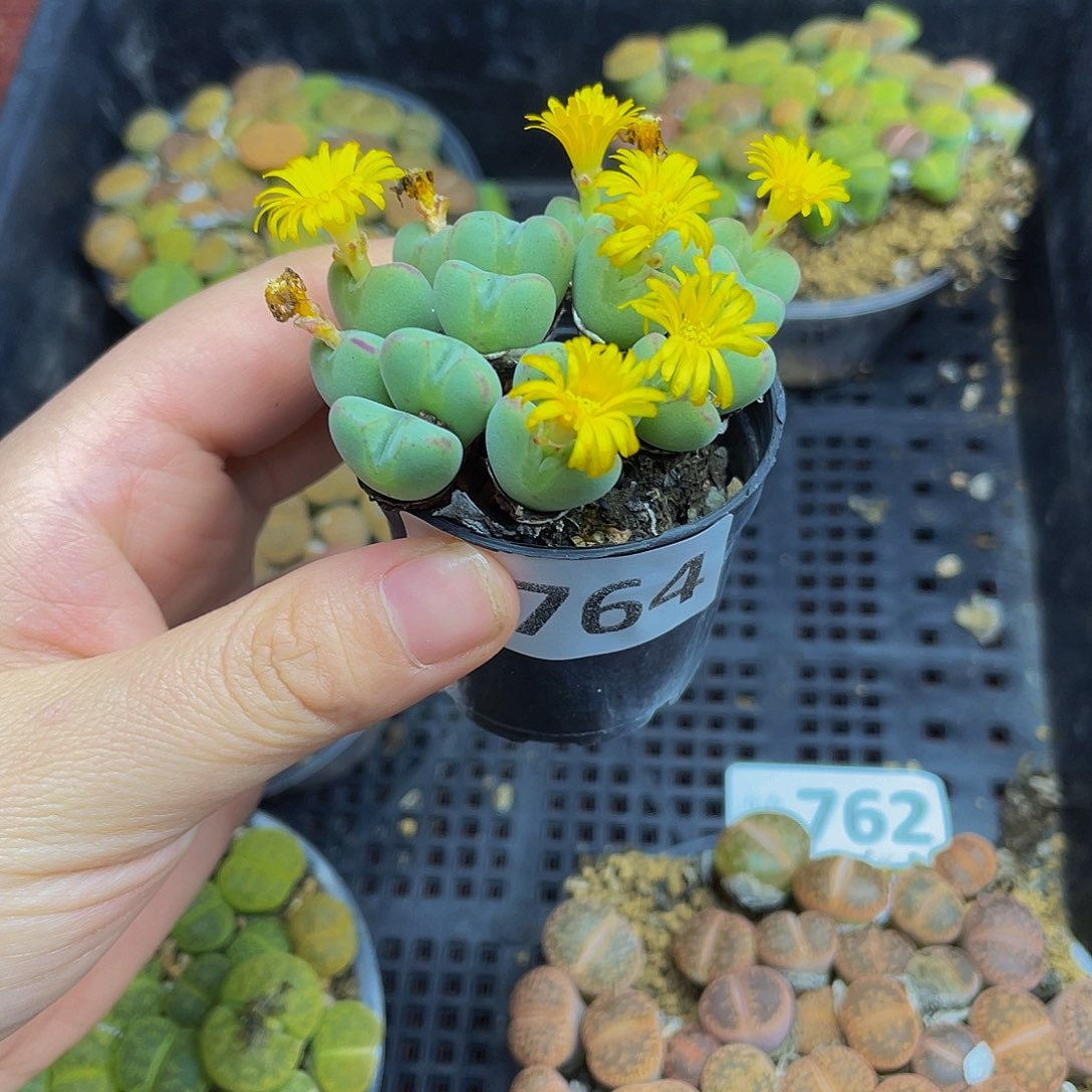 764000000000花花花怪他花花