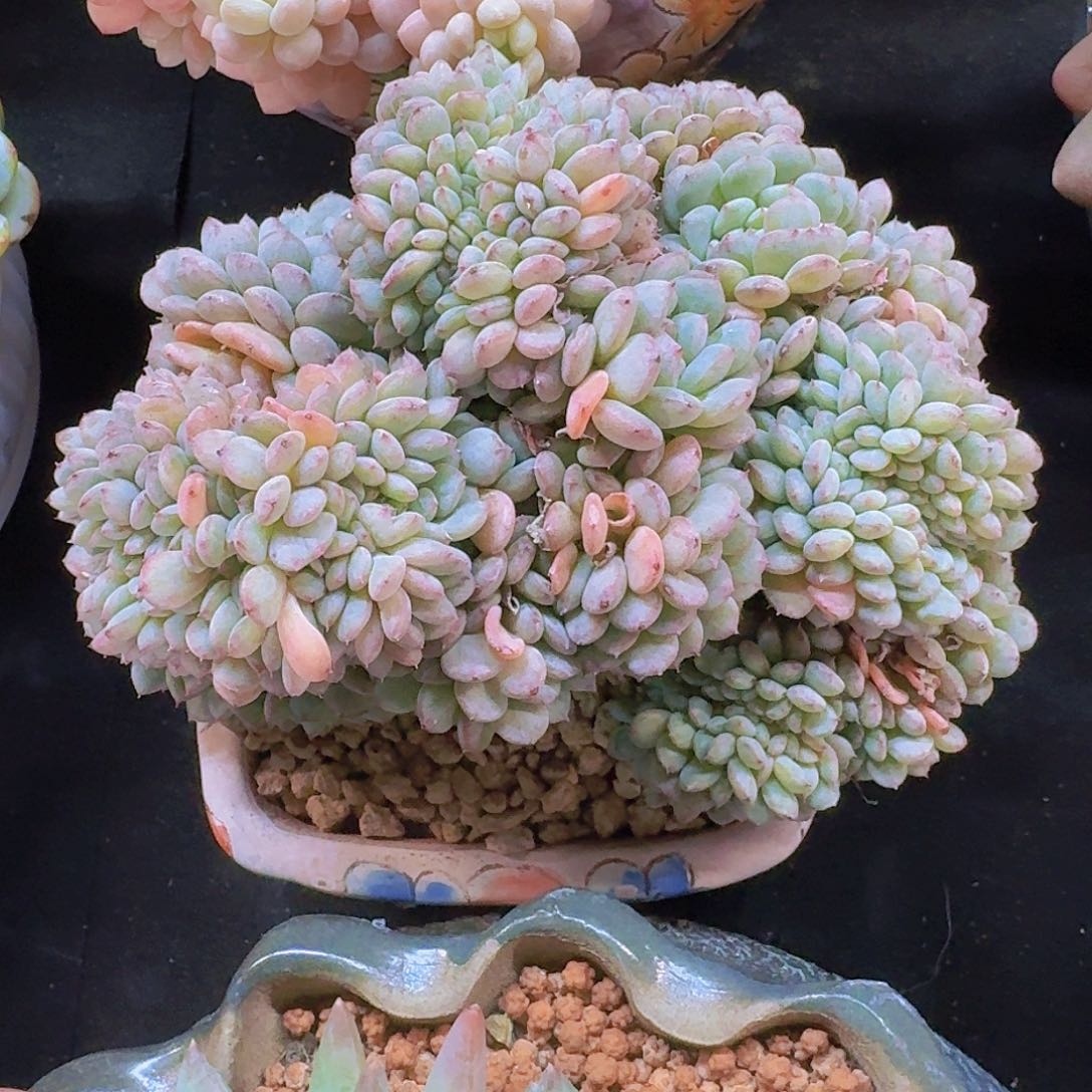 白胖子小树多肉一物一拍