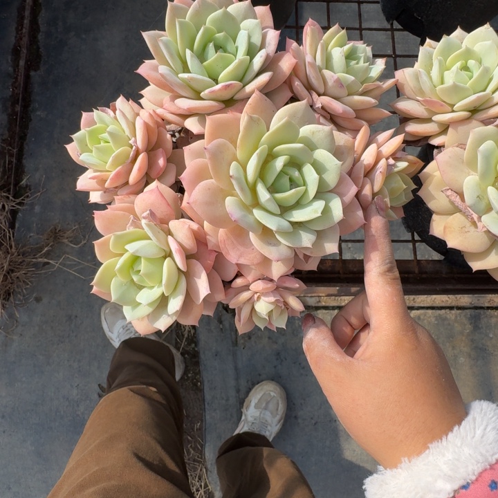 恋曲极致状态多肉