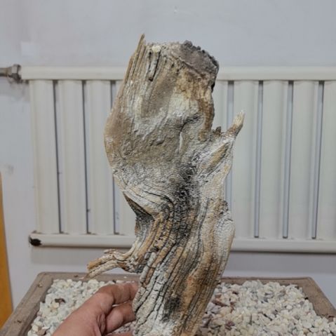 柏木（崖柏）幸*者崖柏根艺根雕天然