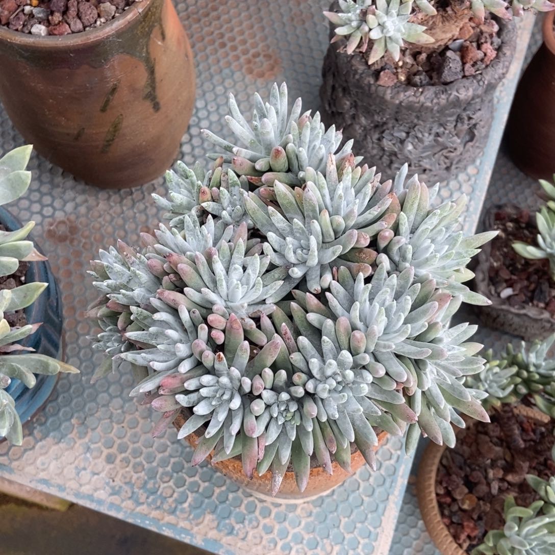 白鹭多肉植物啦啦啦