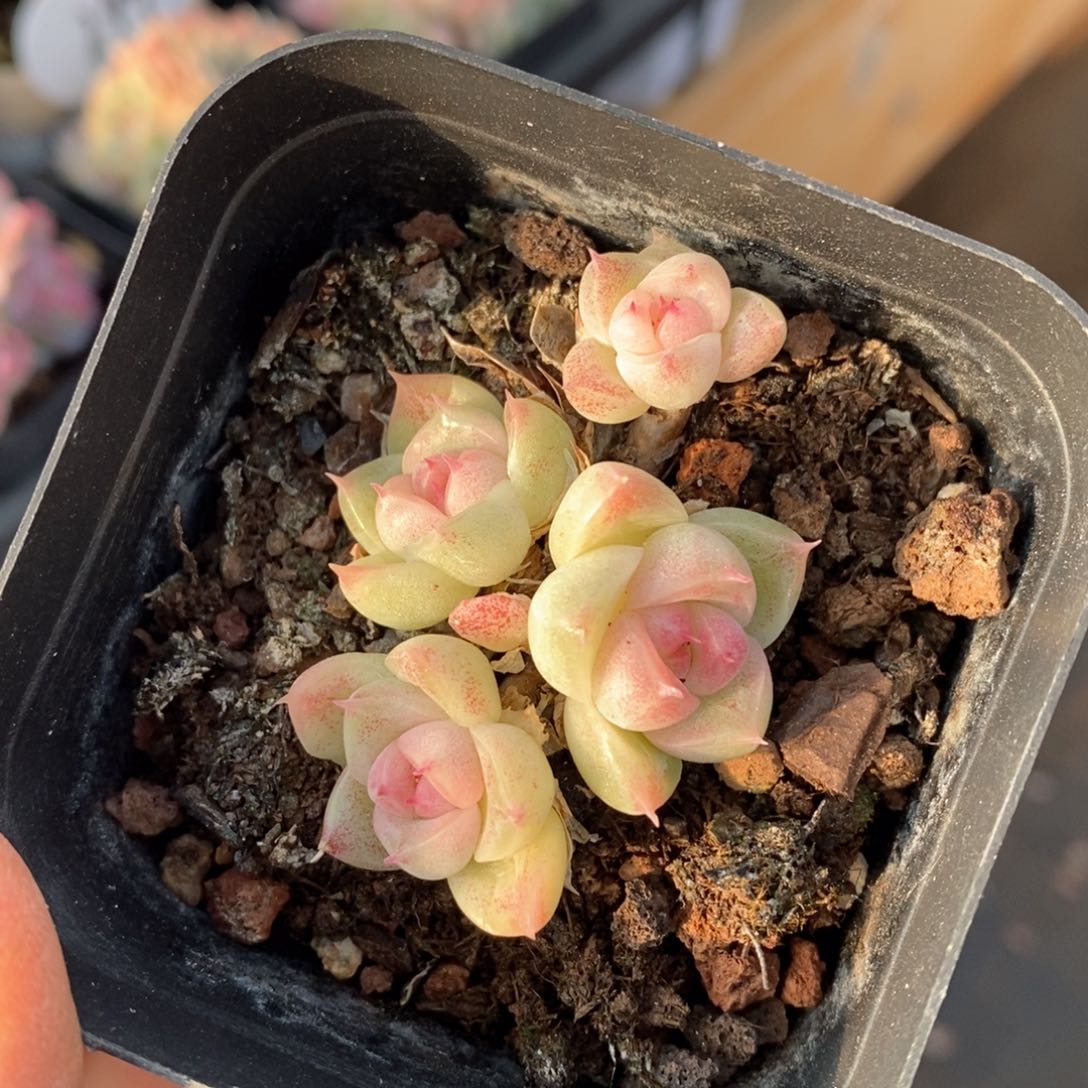 精品多肉一物一拍182