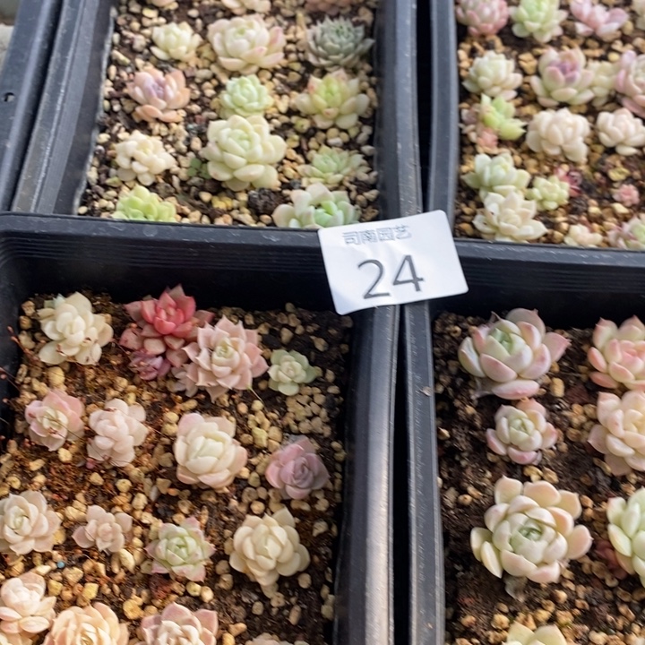 24 多肉植物盆栽花卉