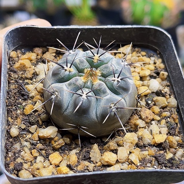 狂刺铅皮实生球一颗