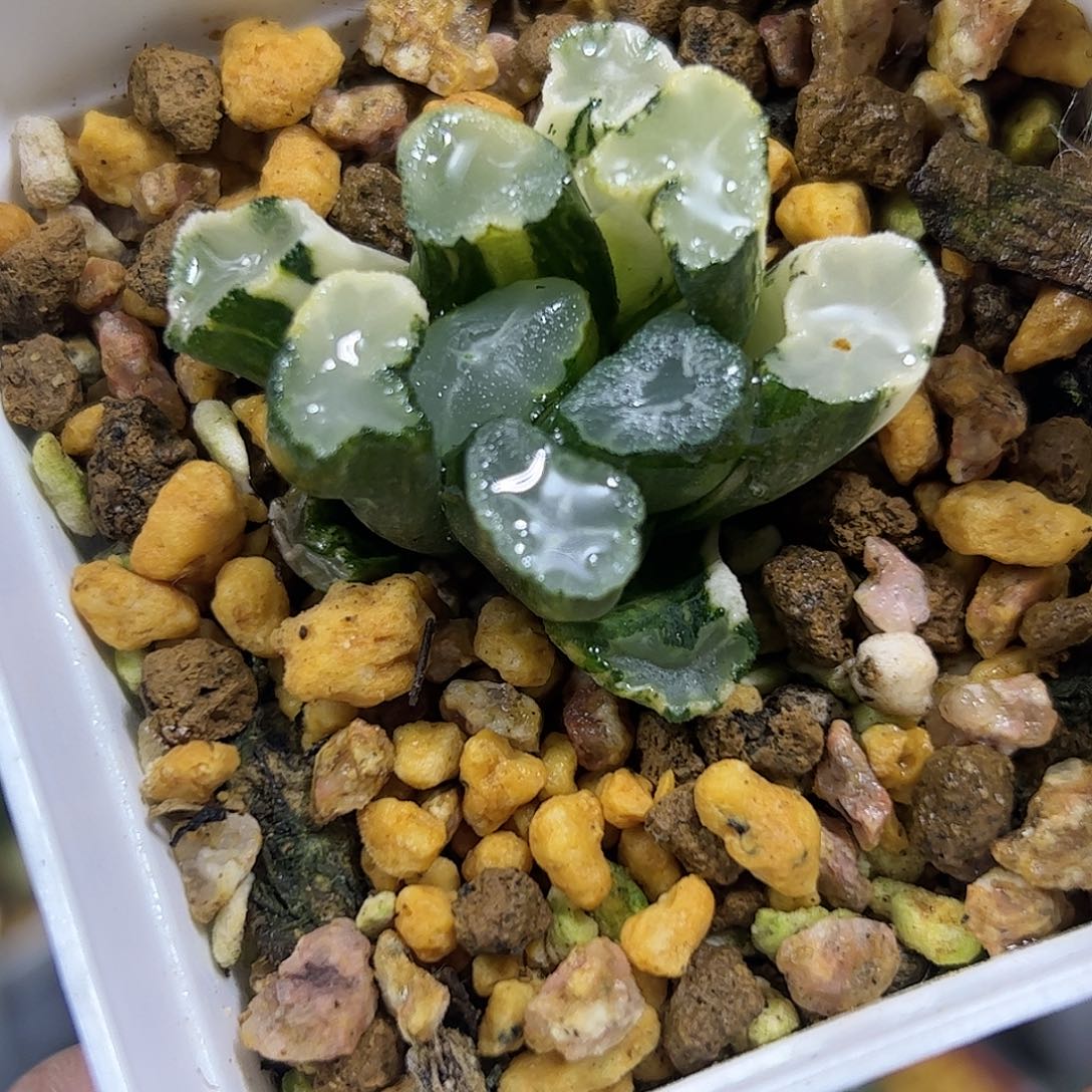 白瓷万象锦十二卷多肉