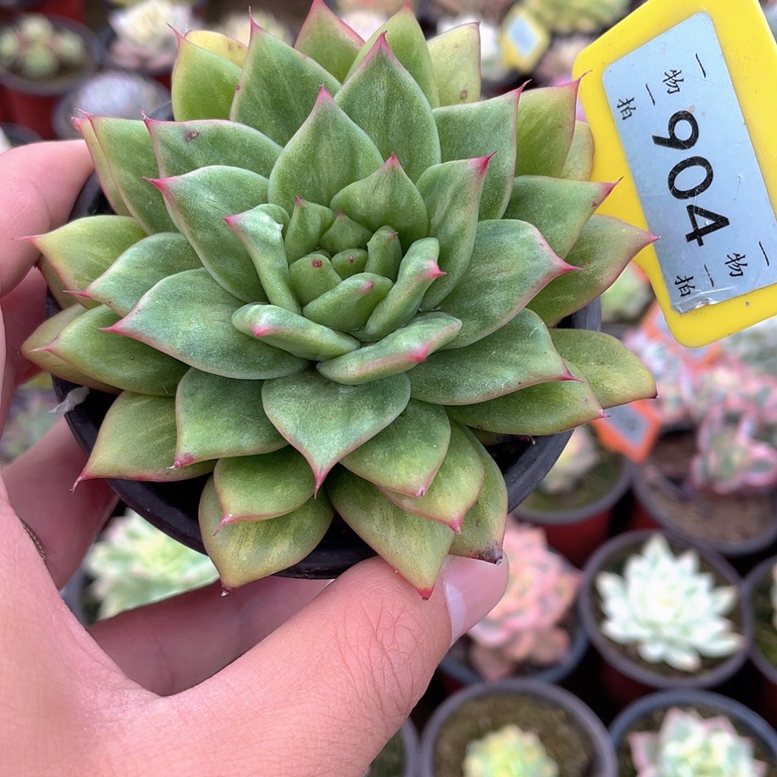 凸起玛丽亚904号多肉