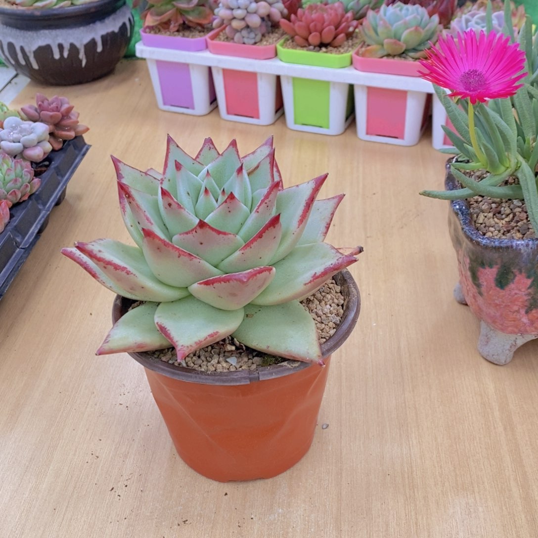 无花朵多肉植物乌木110