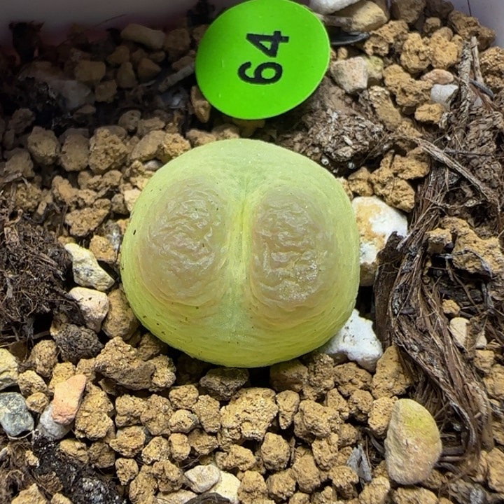 拉登1.6+多肉植物64