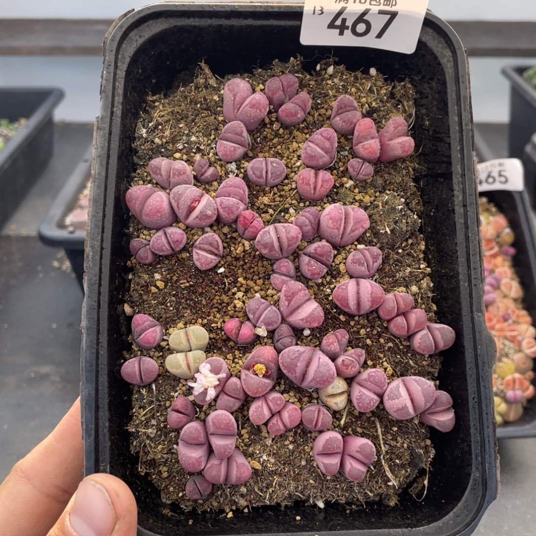 红陶0000000000000467