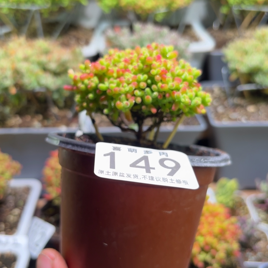 枝干番杏密橘糖球149