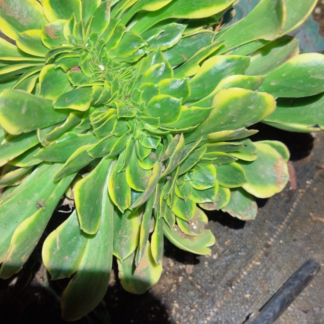 813 号多肉植物法师新年福利