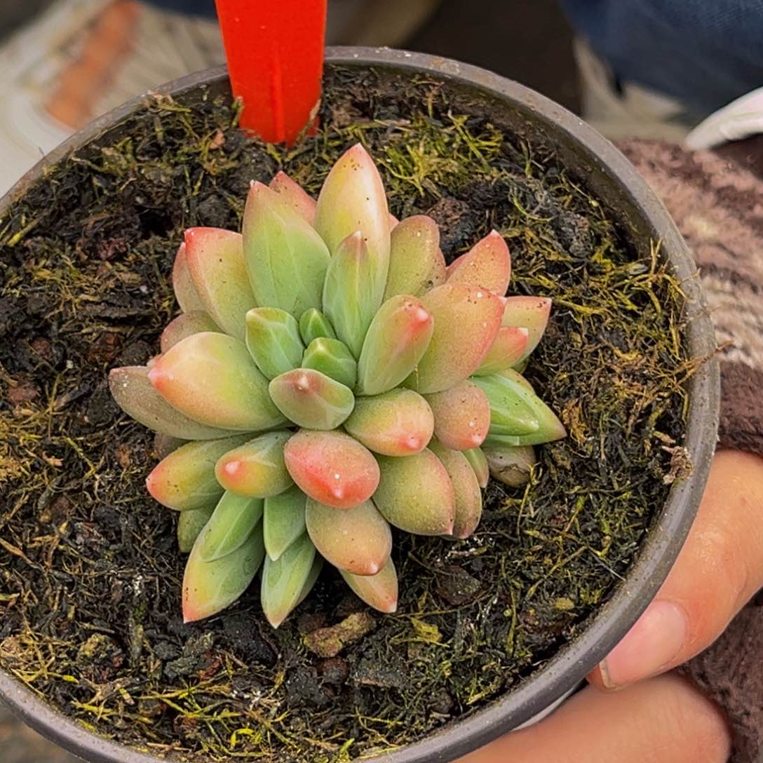 2534号上午多肉植物群生多肉植物